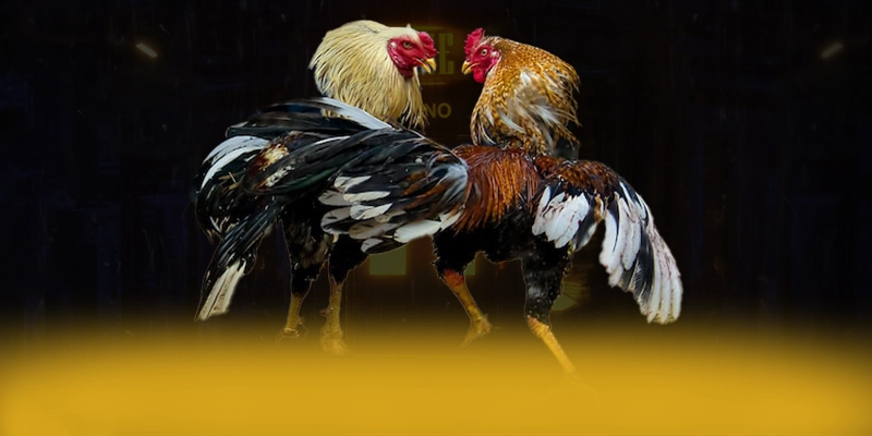 DAGA88 – Cổng game được yêu thích nhất, được giới cược thủ đánh giá cao.