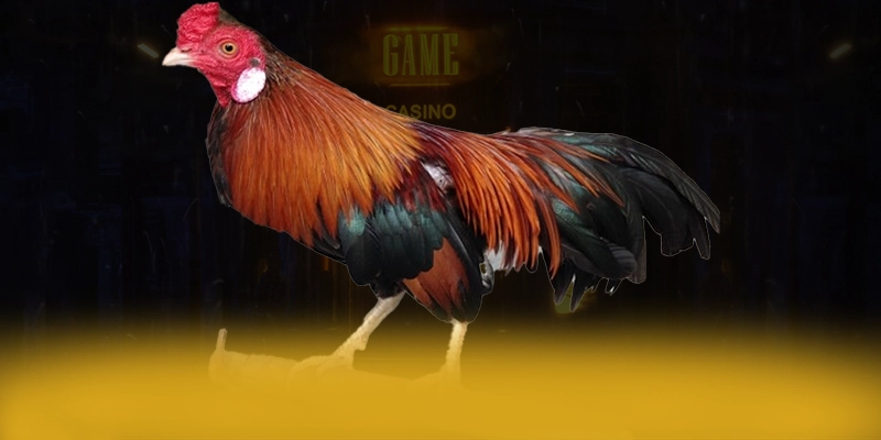 789WIN - Tổng quan đánh giá một cách chi tiết.