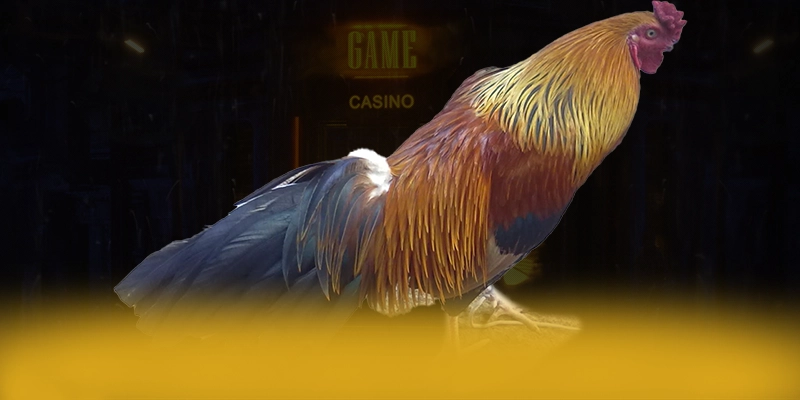 
Tìm hiểu KUWIN - Thương hiệu được nhiều người chơi lựa chọn số 1 Việt Nam
