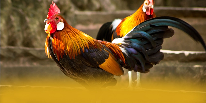 FAFA191 - Nhà cái phổ biến hàng đầu tại Việt Nam