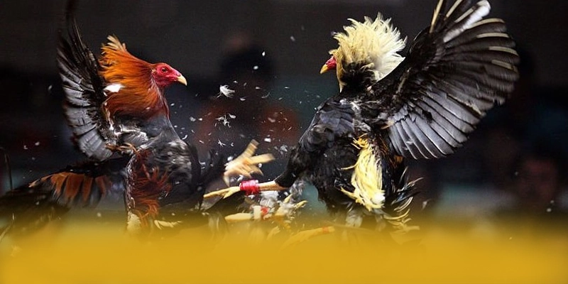 FAFA191 - Kết bài với đầy đủ ưu điểm nổi bật.