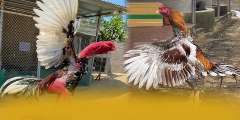 GO8 - Cổng game cực hot được cộng đồng game thủ yêu thích – Tìm hiểu khuyến mãi độc quyền của GO8