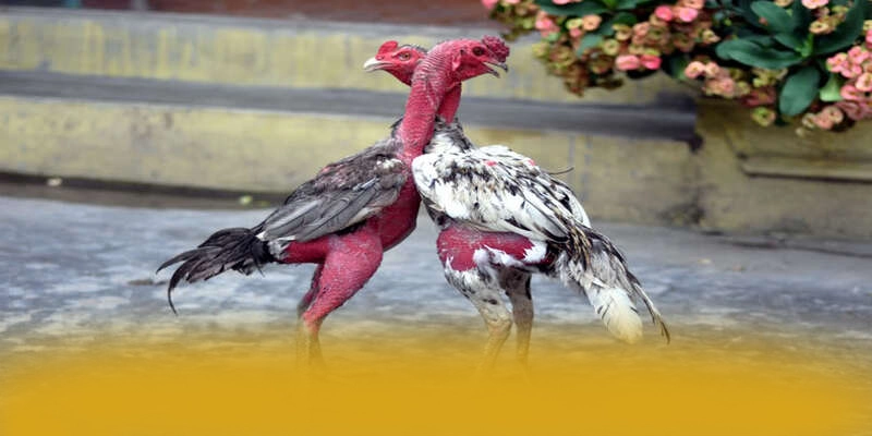 tỷ lệ kèo bóng đá - Nền tảng cá cược với phần thưởng siêu lớn tại Việt Nam – Săn ngay tỷ lệ kèo bóng đá