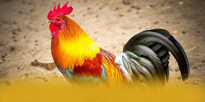 UU88 – Sân chơi có thưởng lớn, được người chơi yêu thích.