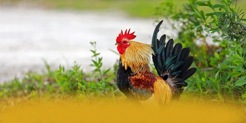 BL555 - Thương hiệu được đánh giá cao về độ tin cậy được giới chuyên môn đánh giá cao – Khám phá hệ thống bảo mật tại BL555